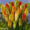 Kniphofia mix mnohokvet smes 3