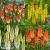Kniphofia mix mnohokvet smes 4