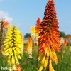 Kniphofia mix mnohokvet smes 5
