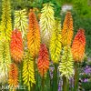 Kniphofia mix mnohokvet smes 1