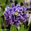 fialovy orlicek aquilegia christa barlow 1