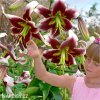 bilocervena lilie beverly dreams 3