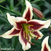 bilocervena lilie beverly dreams 1