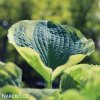 bohyska hosta american halo 6