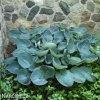 bohyska hosta big daddy 2