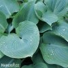 bohyska hosta big daddy 4