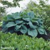 bohyska hosta big daddy 5