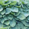bohyska hosta big daddy 6