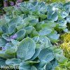 bohyska hosta big daddy 1