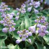 bohyska hosta mouse ears 2