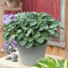 bohyska hosta mouse ears 3