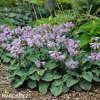 bohyska hosta mouse ears 4