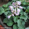 bohyska hosta mouse ears 5
