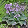 bohyska hosta mouse ears 1