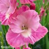 ruzovy mecik pink parrot 2