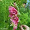 ruzovy mecik pink parrot 5