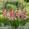 cerveny mecik strawberry swirl 2