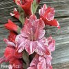 cerveny mecik strawberry swirl 3