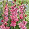 cerveny mecik strawberry swirl 1