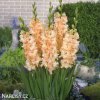 oranzovy mecik queen elizabeth 4