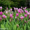 ruzova kurkuma pink wonder 2