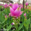 ruzova kurkuma pink wonder 3