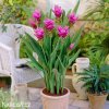 ruzova kurkuma pink wonder 4
