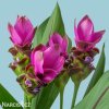 ruzova kurkuma pink wonder 5