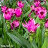 ruzova kurkuma pink wonder 6