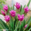 ruzova kurkuma pink wonder 1