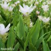 bila kurkuma alismatifolia white 2