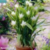 bila kurkuma alismatifolia white 3