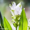 bila kurkuma alismatifolia white 5