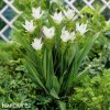 bila kurkuma alismatifolia white 1