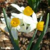 bílý vícekvětý narcis canaliculatus 4