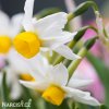 bílý vícekvětý narcis canaliculatus 5