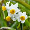 bílý vícekvětý narcis canaliculatus 1