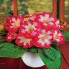 Gloxínie Tigrina Red 2
