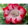 Gloxínie Tigrina Red 4