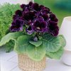 Gloxínie Violacea 3
