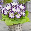 Gloxínie Tigrinia Blue 3