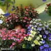 achimenes mix honzik smes 6
