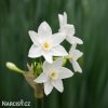 bily narcis paperwhite ziva 3