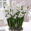 Narcis Paperwhite ziva 4