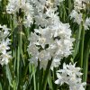 Narcis Paperwhite ziva 5
