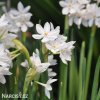 bily narcis paperwhite ziva 6