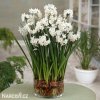 bily narcis paperwhite ziva 1