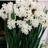 Narcis Paperwhite ziva 2
