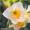 vicekvety bilo oranzovy narcis yazz 2