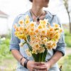 vicekvety bilo oranzovy narcis yazz 3